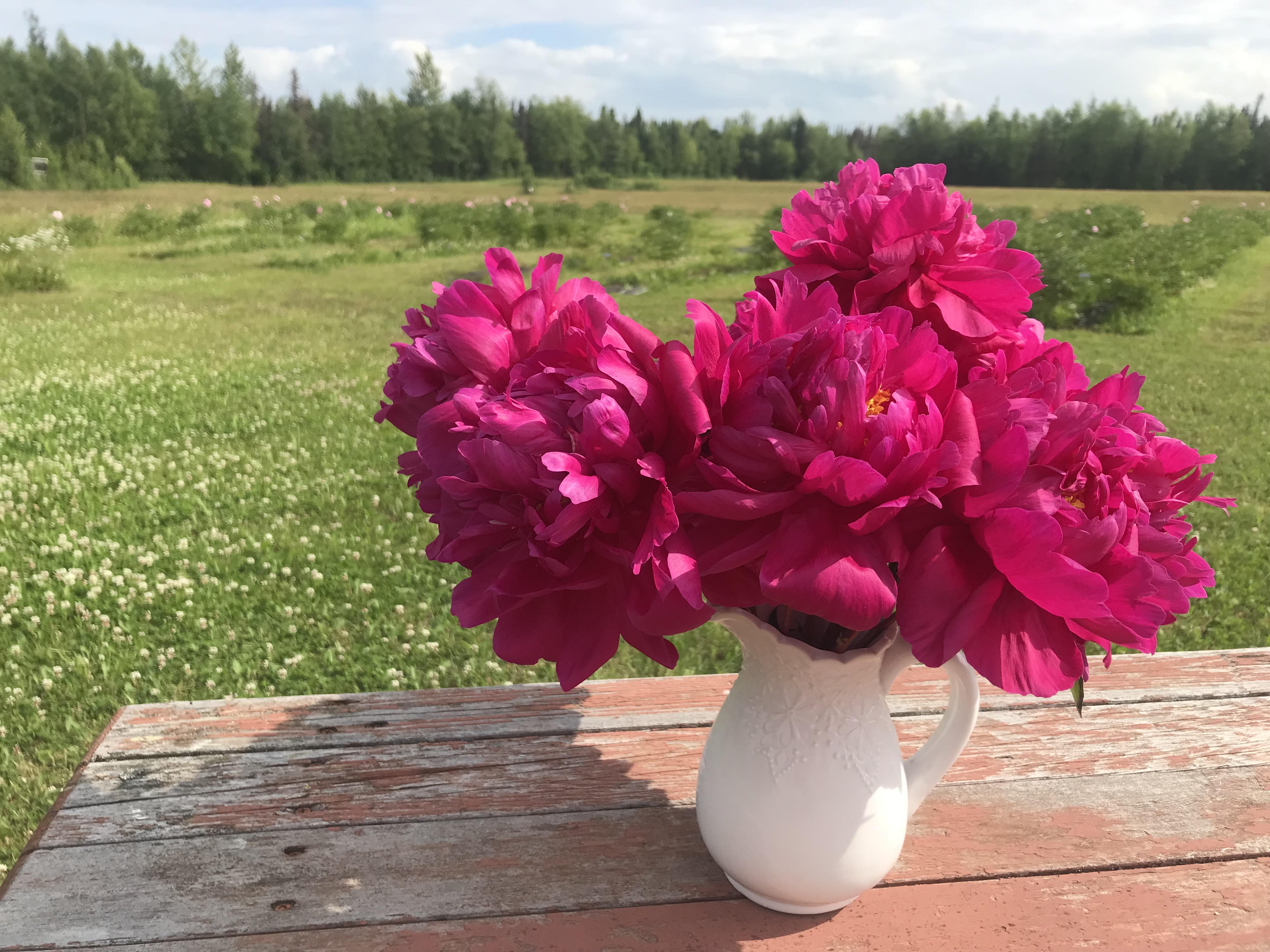 Peony Pride Alaska